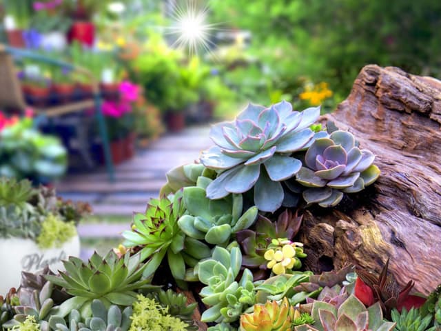Succulent Garden